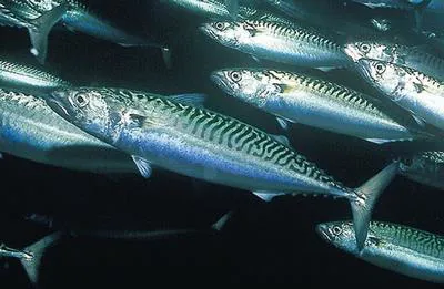 Atlantic mackerel (Scomber scombrus)