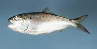 Atlantic menhaden (Brevoortia tyrannus)