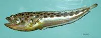 Atlantic midshipman (Porichthys plectrodon)