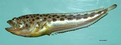 Atlantic midshipman (Porichthys plectrodon)