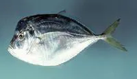 Atlantic moonfish (Selene setapinnis)