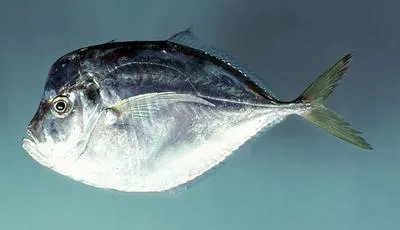 Atlantic moonfish (Selene setapinnis)