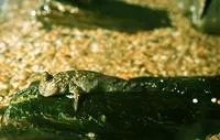 Atlantic mudskipper (Periophthalmus barbarus)