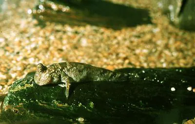 Atlantic mudskipper (Periophthalmus barbarus)