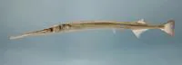 Atlantic needlefish (Strongylura marina)