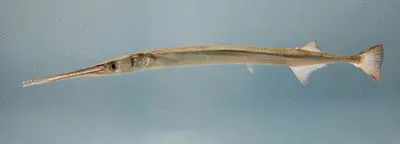 Atlantic needlefish (Strongylura marina)
