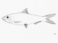 Atlantic piquitinga (Lile piquitinga)