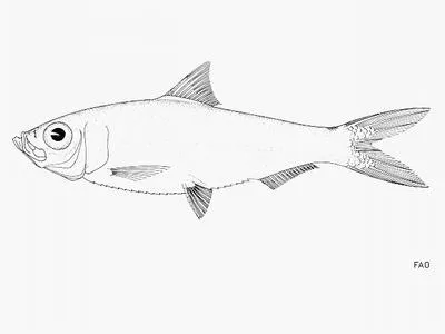 Atlantic piquitinga (Lile piquitinga)