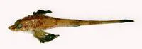 Atlantic poacher (Leptagonus decagonus)