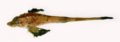 Atlantic poacher (Leptagonus decagonus)
