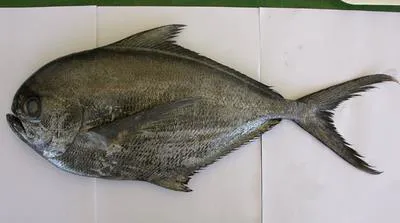 Atlantic pomfret (Brama brama)