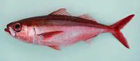 Atlantic rubyfish (Erythrocles monodi)