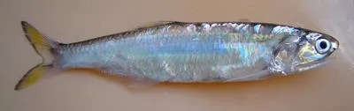Atlantic sabretooth anchovy (Lycengraulis grossidens)