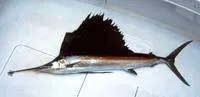 Atlantic sailfish (Istiophorus albicans)