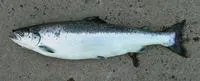 Atlantic salmon (Salmo salar)