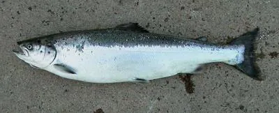 Atlantic salmon (Salmo salar)