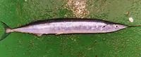Atlantic saury (Scomberesox saurus saurus)