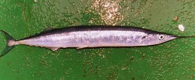 Atlantic saury (Scomberesox saurus saurus)