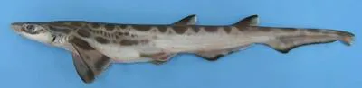 Atlantic sawtail cat shark (Galeus atlanticus)