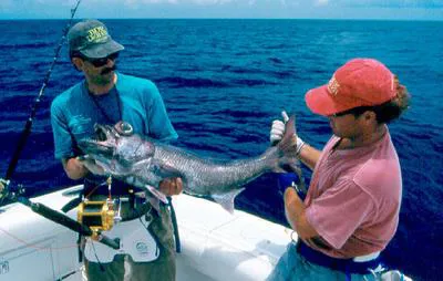 Atlantic scombrops (Scombrops oculatus)