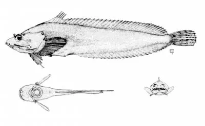 Atlantic seasnail (Liparis atlanticus)