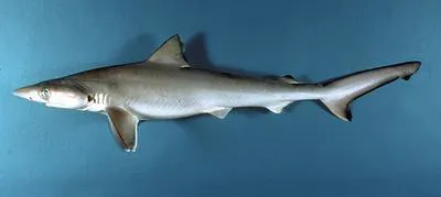 Atlantic sharpnose shark (Rhizoprionodon terraenovae)