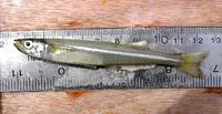 Atlantic silverside (Menidia menidia)