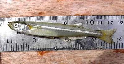 Atlantic silverside (Menidia menidia)