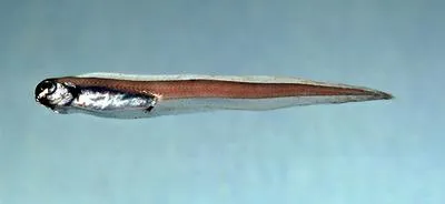 Atlantic soft pout (Melanostigma atlanticum)