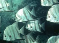 Atlantic spadefish (Chaetodipterus faber)