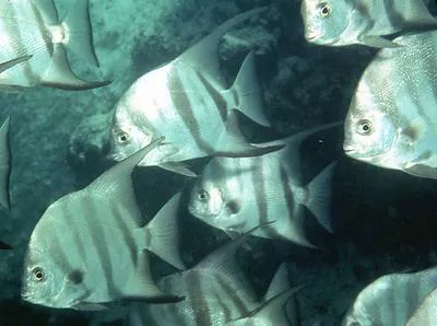 Atlantic spadefish (Chaetodipterus faber)