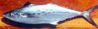 Atlantic Spanish mackerel (Scomberomorus maculatus)