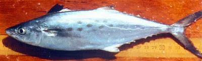Atlantic Spanish mackerel (Scomberomorus maculatus)