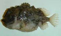 Atlantic spiny lumpsucker (Eumicrotremus spinosus)
