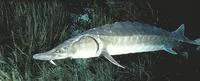 Atlantic sturgeon (Acipenser oxyrinchus oxyrinchus)