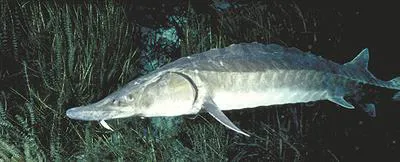 Atlantic sturgeon (Acipenser oxyrinchus oxyrinchus)