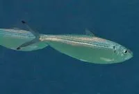 Atlantic thread herring (Opisthonema oglinum)