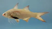 Atlantic threadfin (Polydactylus octonemus)