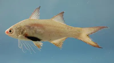 Atlantic threadfin (Polydactylus octonemus)