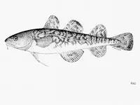 Atlantic tomcod (Microgadus tomcod)