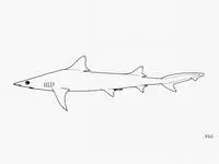 Atlantic weasel shark (Paragaleus pectoralis)