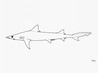 Atlantic weasel shark (Paragaleus pectoralis)