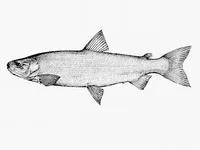 Atlantic whitefish (Coregonus huntsmani)