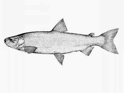 Atlantic whitefish (Coregonus huntsmani)