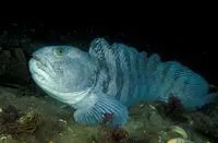 Atlantic wolffish (Anarhichas lupus)