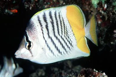 Atoll butterflyfish (Chaetodon mertensii)