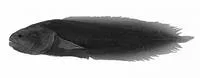 Atoll coralbrotula (Diancistrus atollorum)