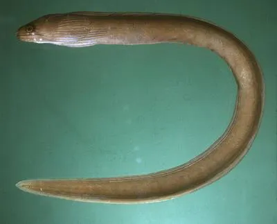 Atoll moray (Gymnothorax atolli)