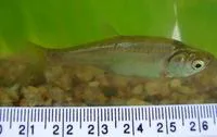 Attentive carplet (Amblypharyngodon melettinus)