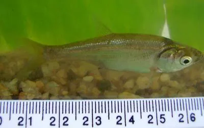 Attentive carplet (Amblypharyngodon melettinus)